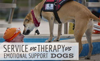 Service Dog vs Therapy Dog vs Emotional Support Dogs