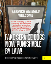 Faking a Service Dog is Now Punishable by Law in Some States Faking a Service Dog is Now Punishable by Law in Some States
