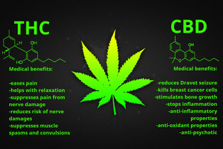 Why THC Gets You High and CBD Doesn’t