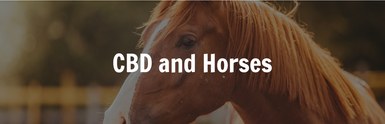 CBD For Horses - Can CBD Help Your Horses?