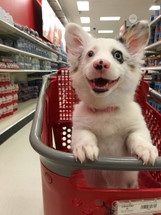 How is this adorable puppy going viral inciting hate and harassment?!