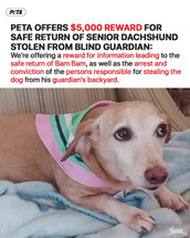 UPDATE: PETA Offers REWARD, Joining the Search for Missing Service Dog 