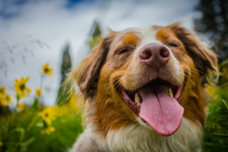 CBD FOR DOGS: A Practical Guide for Pup Parents in Need