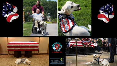  Sully, George HW Bush's Service Dog, Says Goodbye #Remembering41