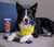 Paw-Ready Complete BrushMate Pet Toothbrush & Toothpaste with BITEBLOCK Bundle
Service Dog Headquarters Dogstars Gotham