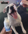 Blue Lake CBD Pets 
Blue Lake Pet CBD Tincture
Blue Lake CBD - Service Dog HQ - Natural Healthy CBD© 
