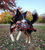 MULTIPET Margaritaville Disc with Tug 18
Service Dog Headquarters Dogstar Gotham Viral Dog Toy
