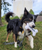 Chilly Bone By Multipet
Gotham the Service Dog Border Collie
Service Dog Headquarters