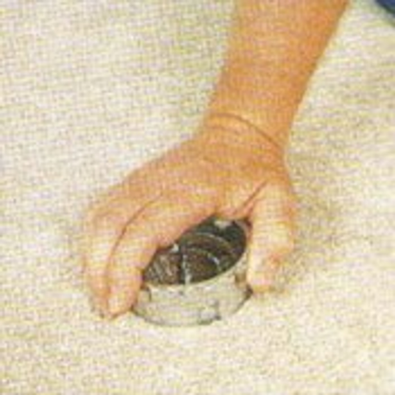 Orcon Carpet Repair Kit