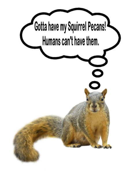 Squirrel In-Shell Pecans 20 lbs  -Not for Human Consumption! Due to state regulations, we are unable to ship in-shell pecans to California or Arizona. 