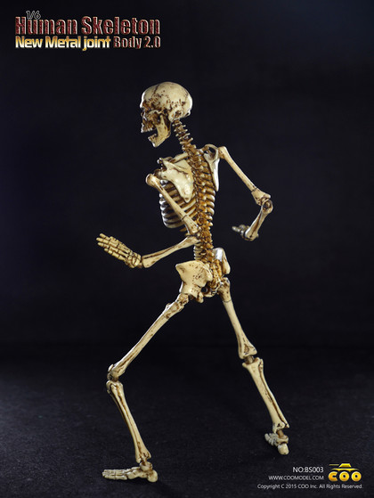 CM-BS003] COO Model Human Skeleton Body 2.0 Features New Metal