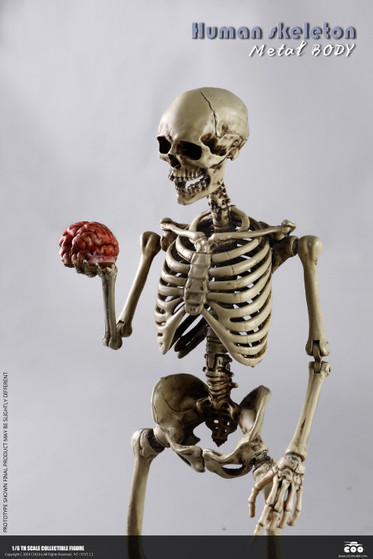 CM-BS011] 1:6 The Human Skeleton Diecast Alloy by COO Model - EKIA