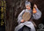 [YF-1708] YF Ji Gong 濟公 Chan Master Daoji 1/6 Collectible Figure