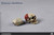 [CM-BS011] 1:6 The Human Skeleton Diecast Alloy by COO Model