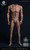 [WB-AT017] 1/6 Universal Body Action Figure Body by World Box