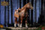 HH model  Imperial Legion 1:12 Scale War Horse [HY-HH18069]