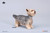 JxK.Studio 1:6 Creature Yorkshire Terrier Grayish & Tan [JXK-229A] 
