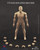 Crazy Figure 1:12 Male Action Figure Body [CF-LT003]