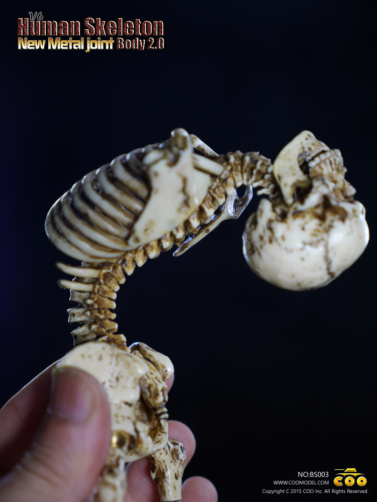 CM-BS003] COO Model Human Skeleton Body 2.0 Features New Metal