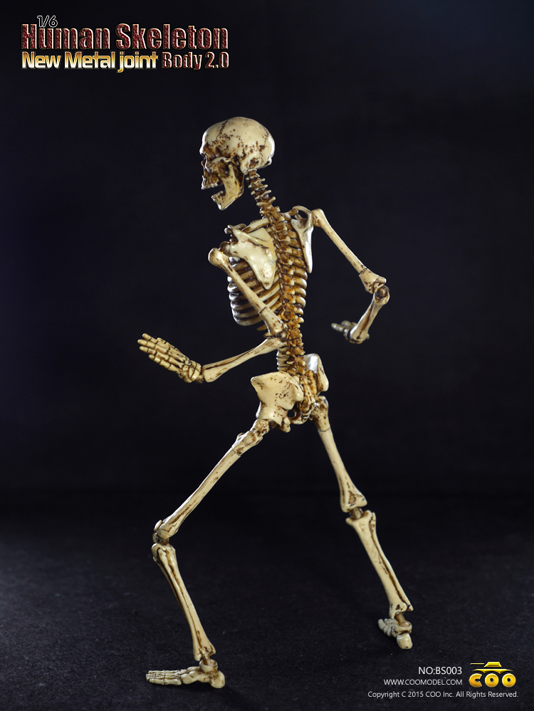 CM-BS003] COO Model Human Skeleton Body 2.0 Features New Metal