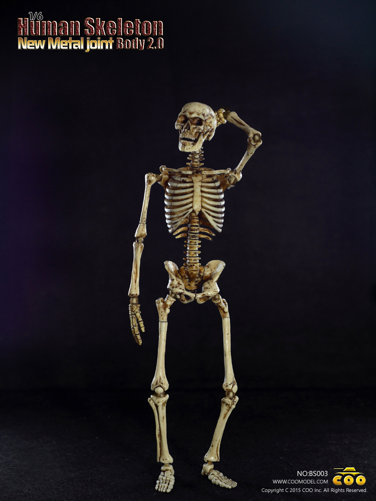 CM-BS003] COO Model Human Skeleton Body 2.0 Features New Metal
