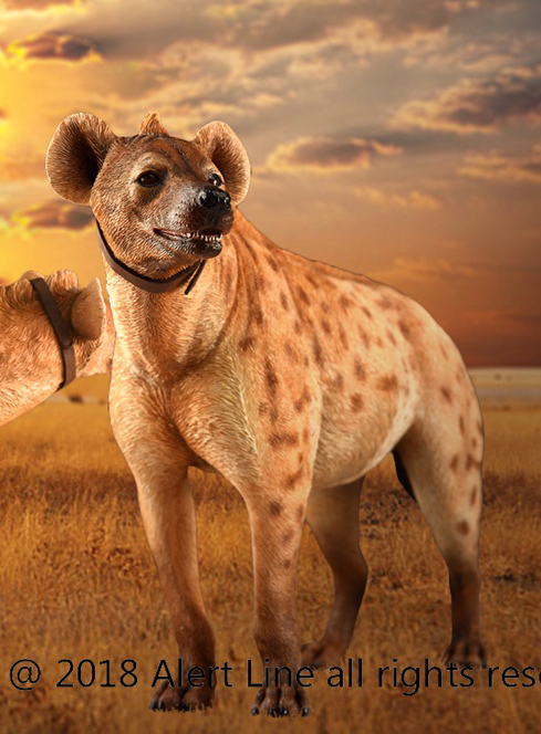 HYENA STATION  Absolute unit of a hyena (location: Zambezi Valley) : r/hyenas