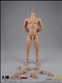 [CM-BD004&91; COO Model Version 2.0 Muscle Male High Body 10.6" Height