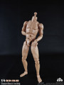 [CM-BD007&91; COO Model Standard 1/6 Muscle Arm Body 9.84" Height