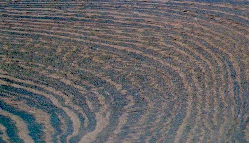 WENGE 1/16 Random Widths and Lengths