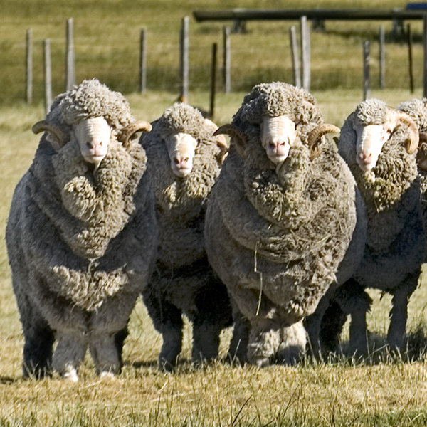 These sheep are raised to the same standard as sheep raised for organic dairy and meat.