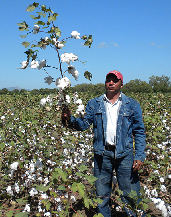 First organic cotton crop from specially developed seed. Carlos Sandoval, agronomist at Nicaraguan farmer co-ops' crop 2003.