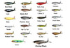 River2Sea Whopper Plopper 110 Topwater Bait - Assorted Colors