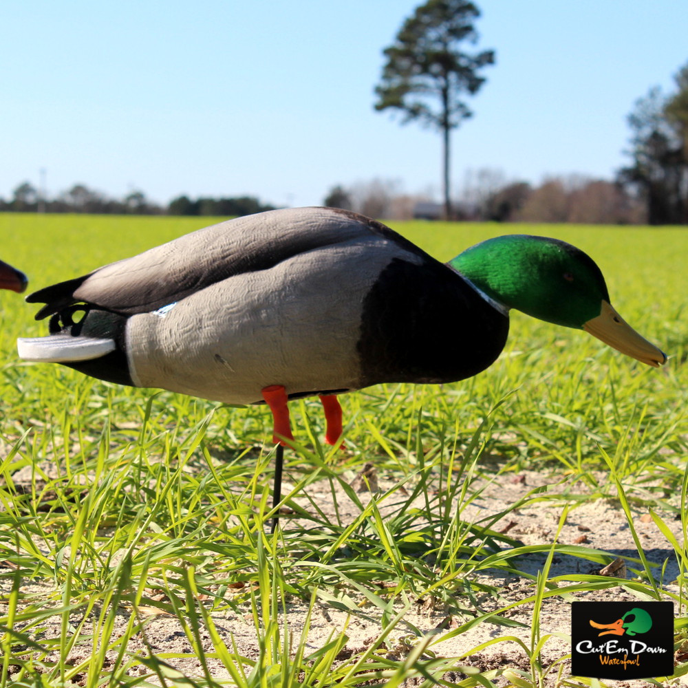 Mallard Duck Decoys Avery GHG Pro-Grade XD - 6 Pack Realistic Hunting ...