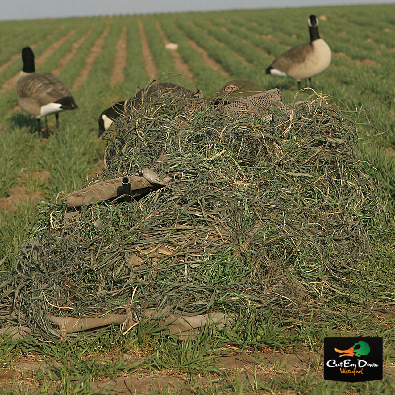 Raffia Grass on Layout Blind