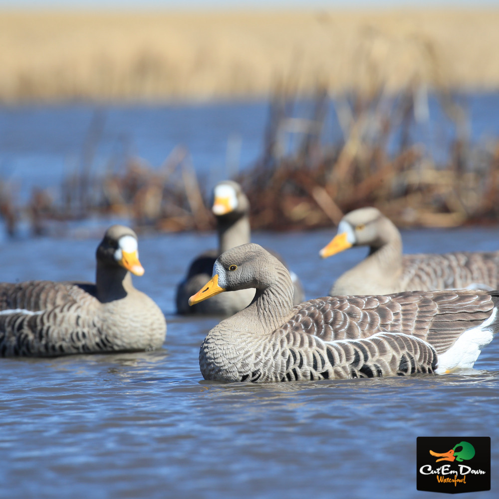 Avery Outdoors Pro-Grade XD Series Goose Decoys - Thumbnail 3