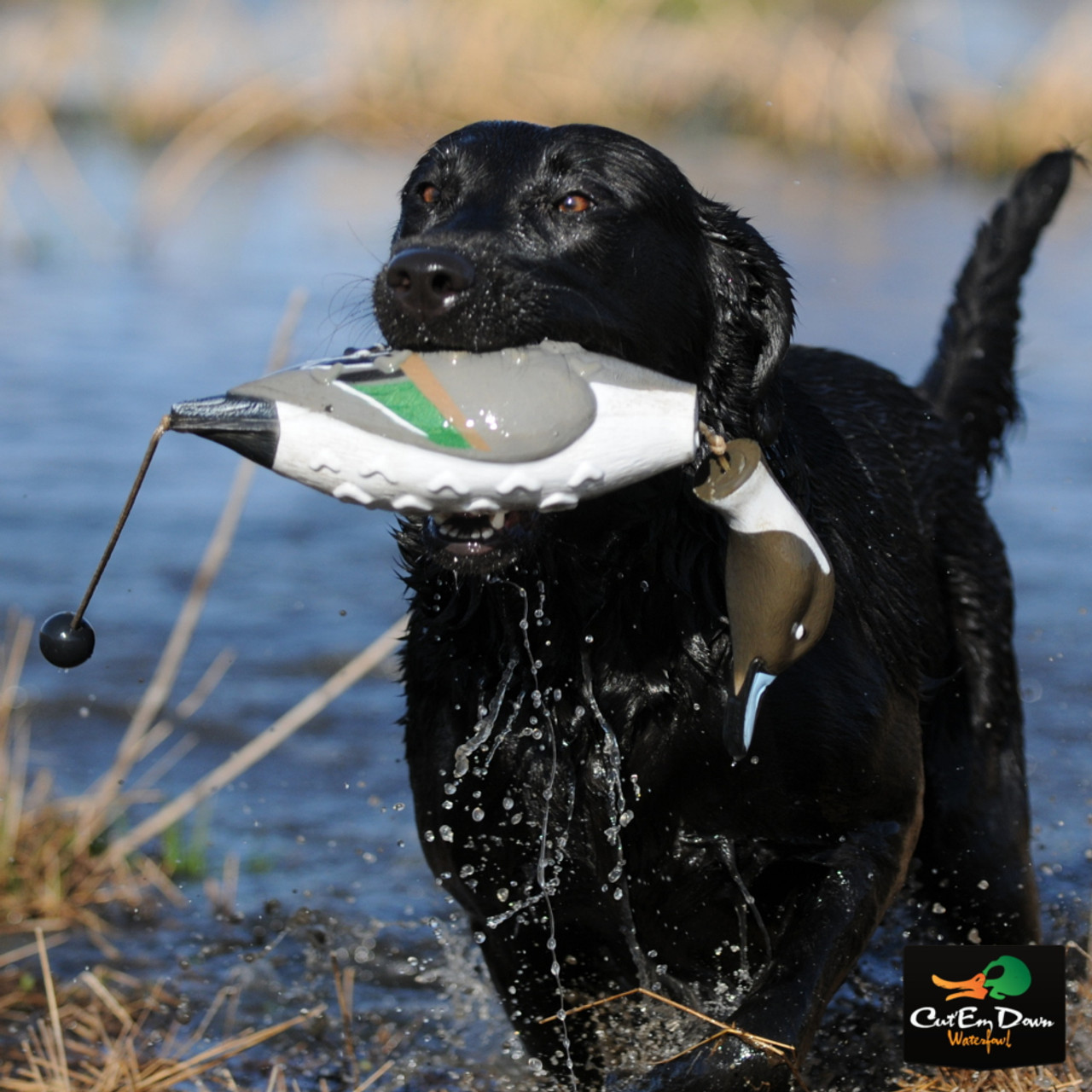 Duck Dog Tip of the Week: Introducing your Pup to Training Dummy - Delta  Waterfowl
