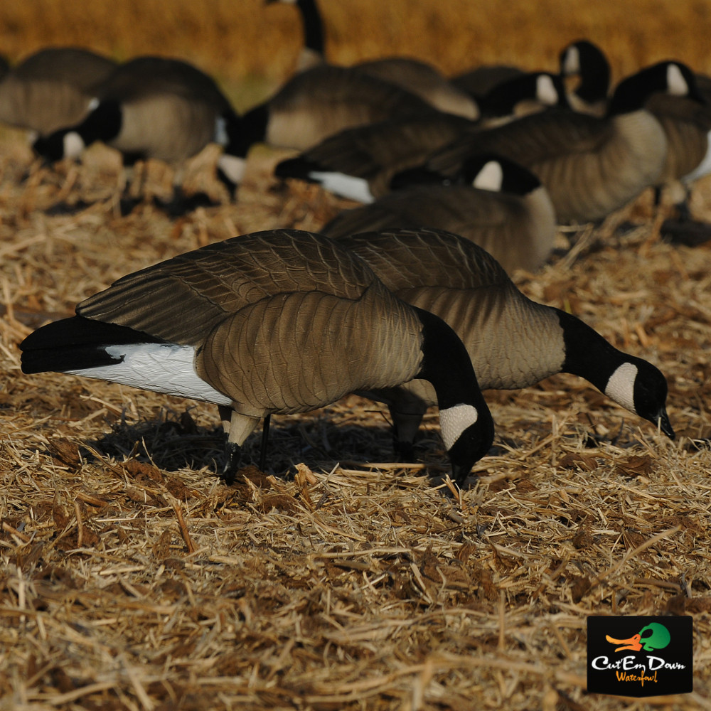 Avery GHG Tim Newbold FFD Lesser Canadas Feeder Pack