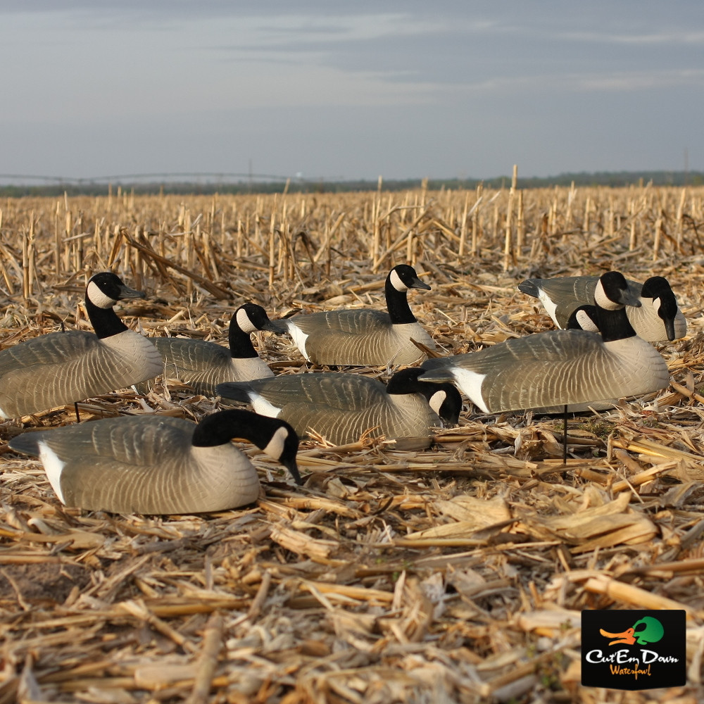 Avery Greenhead Gear GHG Canada Goose Shell Field Decoys 6 Pack 1/2 Dozen