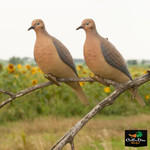 GHG Mourning Doves