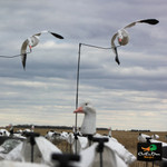 Snow Goose Flyer Decoy