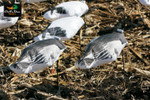 NEW WHITE ROCK DECOY COMPANY SNOW GOOSE WIND SOCK HUNTING DECOYS DOZEN