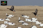 NEW WHITE ROCK DECOY COMPANY HEADED BLUE GOOSE WIND SOCK HUNTING DECOYS 1 DOZEN