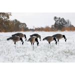 Higdon APEX Full-Size Full-Body Feeder Pack Canada Goose Decoys