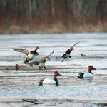 DOA Decoys Canvasback Floater Pack
