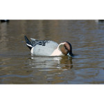 Higdon Battleship Swimmer PRO Pintail