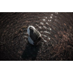 Higdon The Ringer Mallard Butt Up Rippler