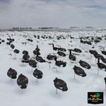 White Rock Headless Canada Goose Decoys