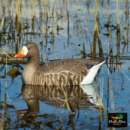 Avery PG Specklebelly Goose Floaters