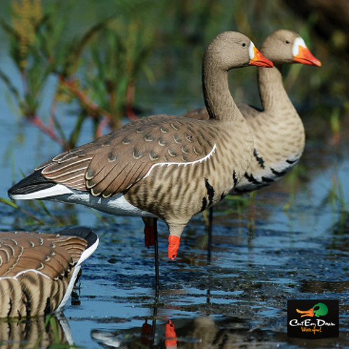 Pro-Grade Full Body Specklebellies