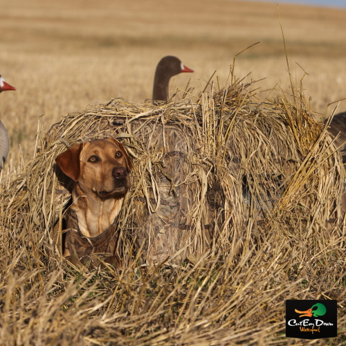 dog blinds